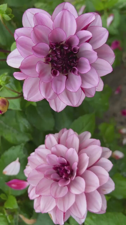 Dahlie "Crème de Cassis"