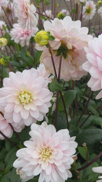 Video Dahlie Silver Years mit großen blush-weißen Blütenblättern im Feld.