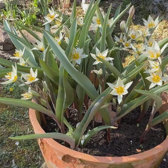 Video in Nahaufnahme der Wildtulpe "Turkestanica" mit cremeweißen Blütenblättern und sonnengelber Mitte.