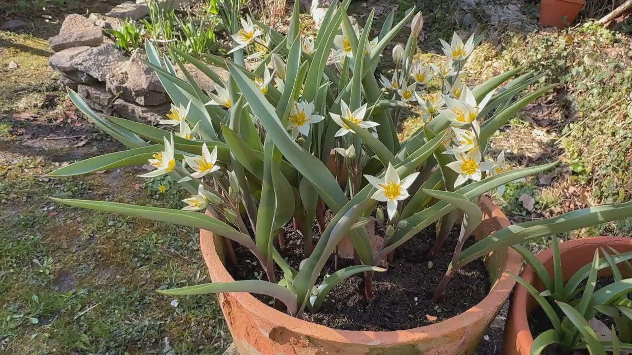 Video in Nahaufnahme der Wildtulpe "Turkestanica" mit cremeweißen Blütenblättern und sonnengelber Mitte.