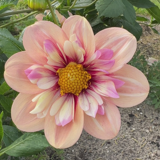 Video der Dahlie Rhubarb & Custard in warmen Apricot- und Himbeertönen im Wind.