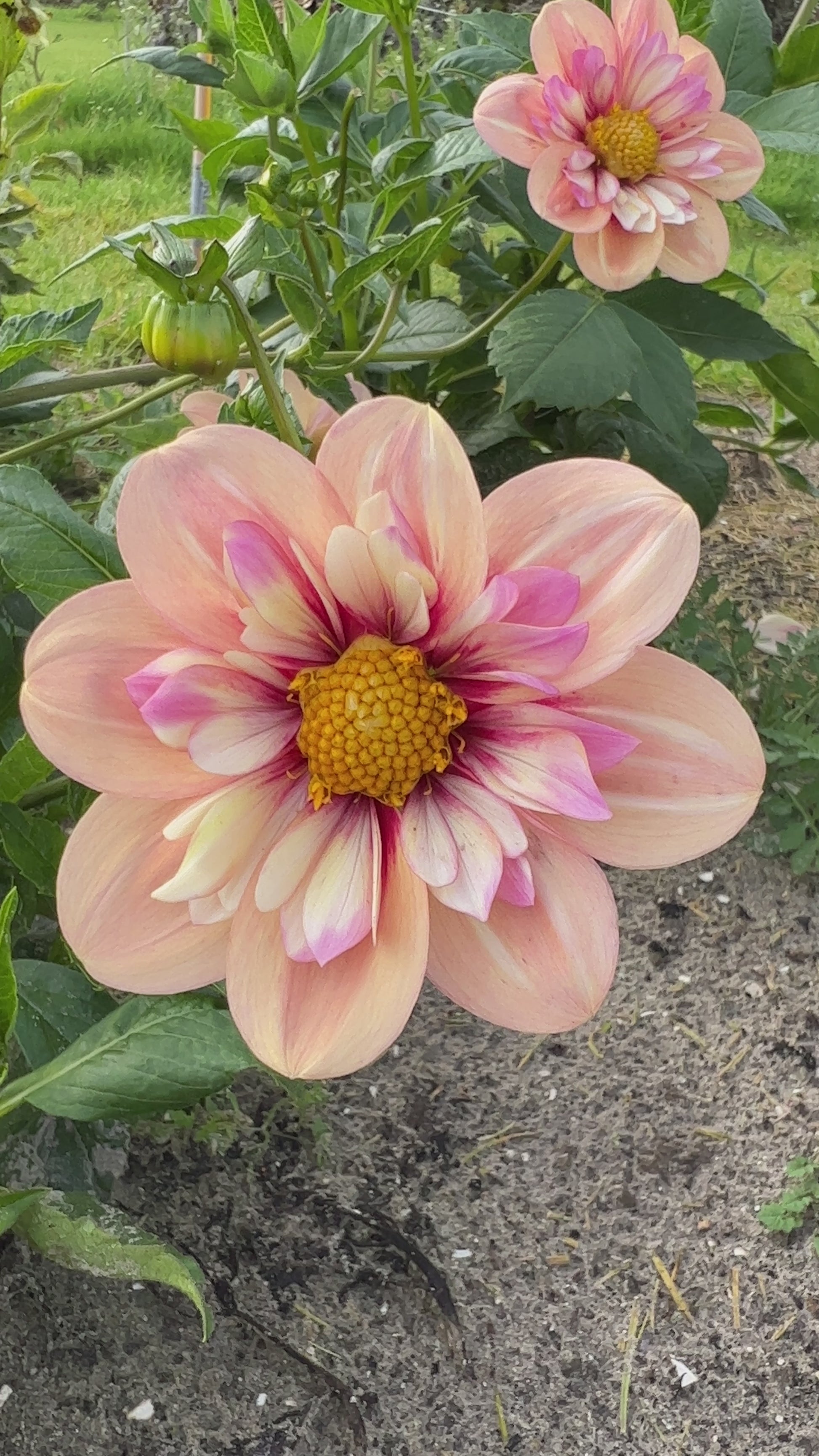 Video der Dahlie Rhubarb & Custard in warmen Apricot- und Himbeertönen im Wind.