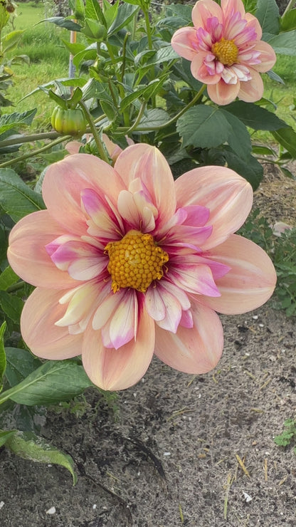 Video der Dahlie Rhubarb & Custard in warmen Apricot- und Himbeertönen im Wind.