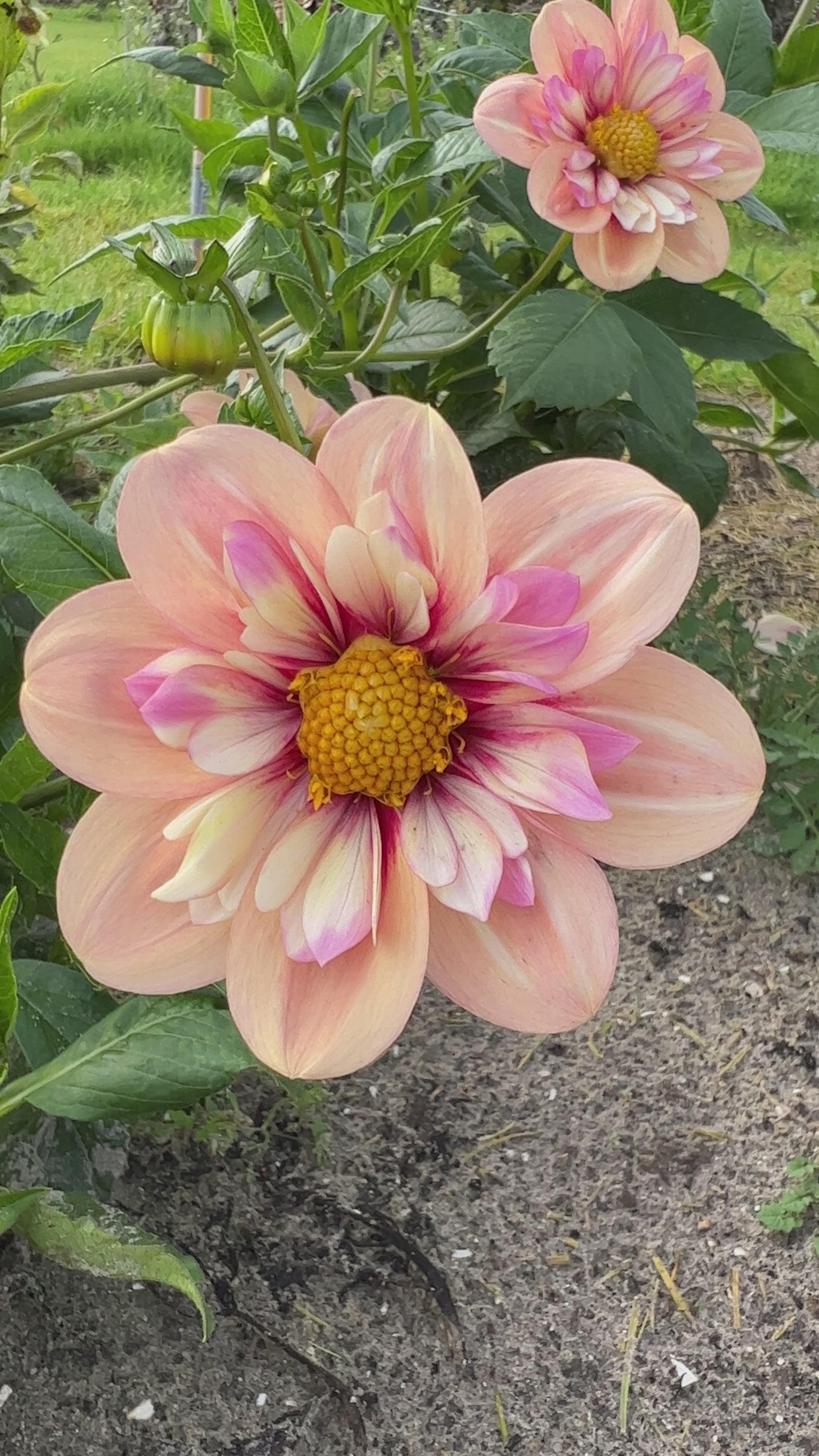 Video der Dahlie Rhubarb & Custard in warmen Apricot- und Himbeertönen im Wind.