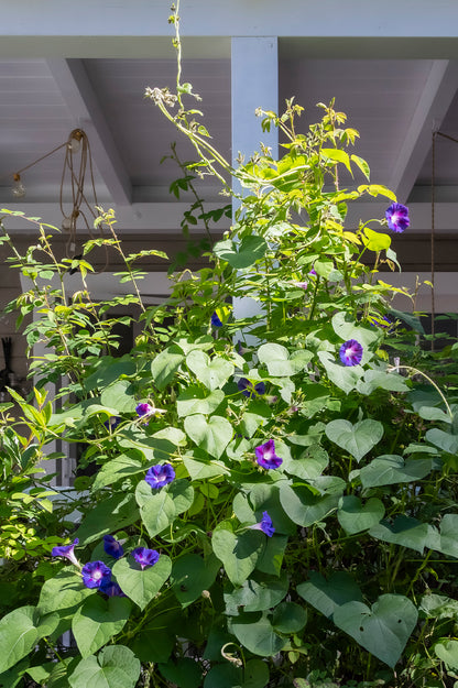 Prunkwinde – bio