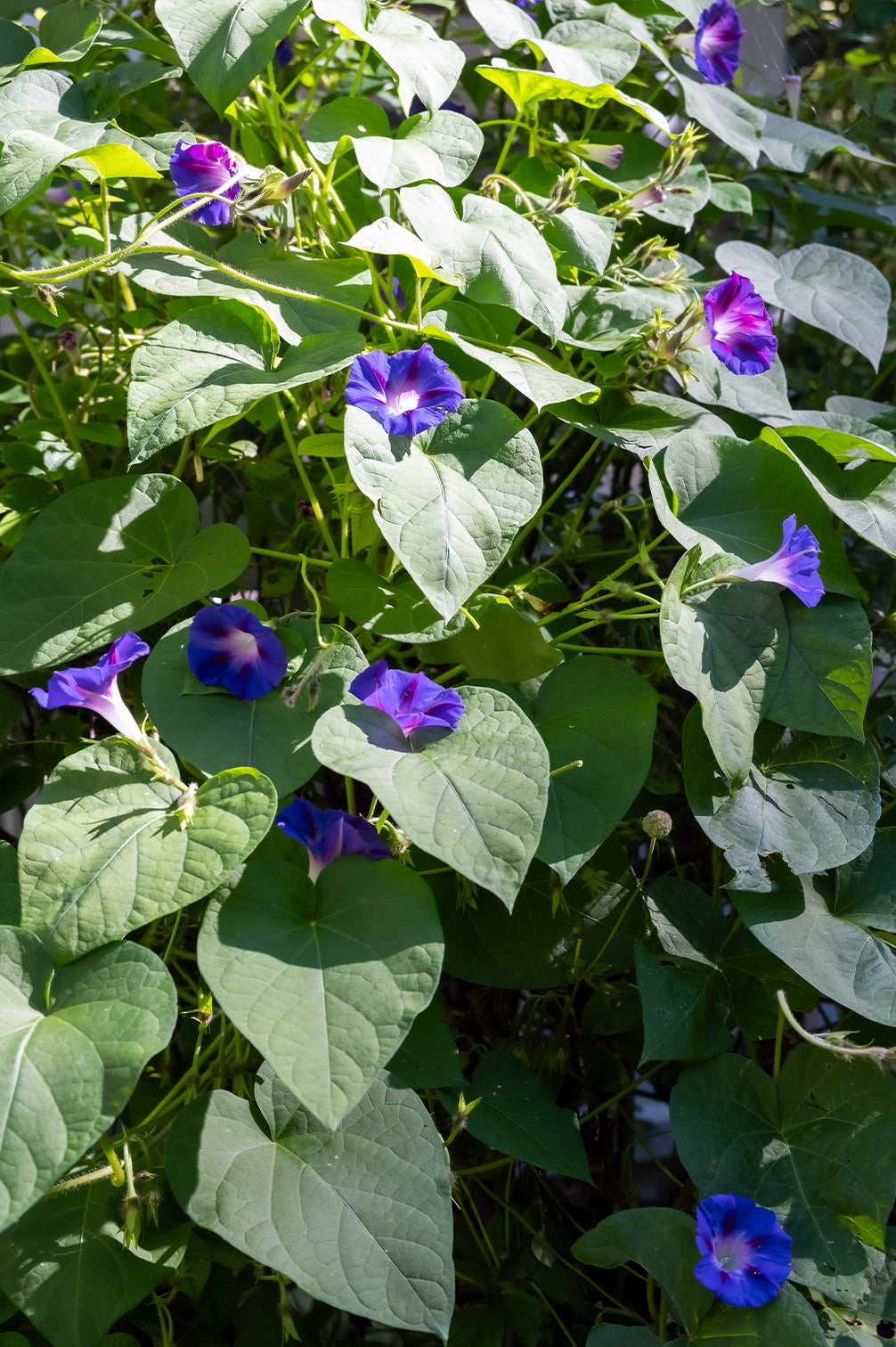 Prunkwinde – bio