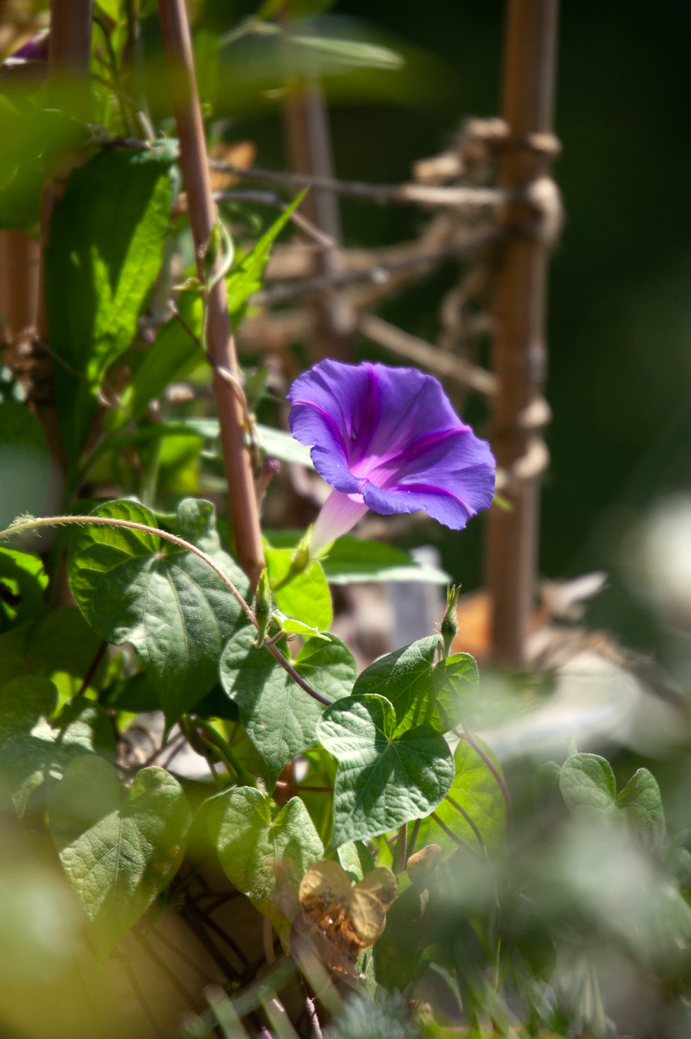 Prunkwinde – bio