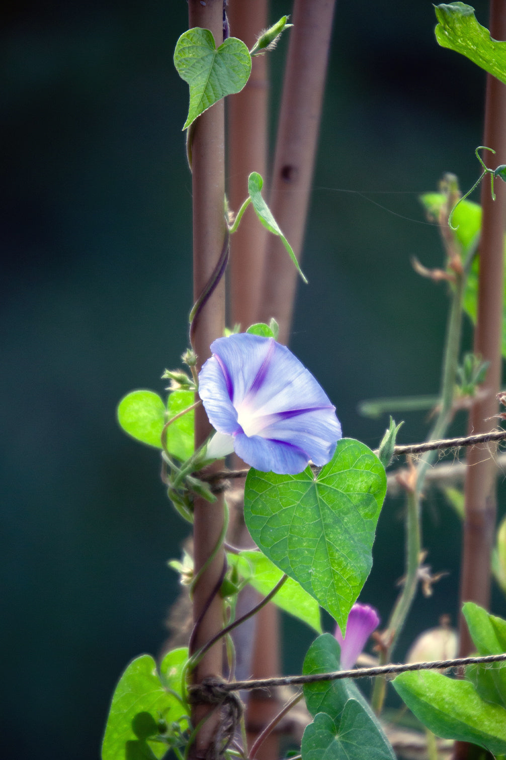 Prunkwinde – bio
