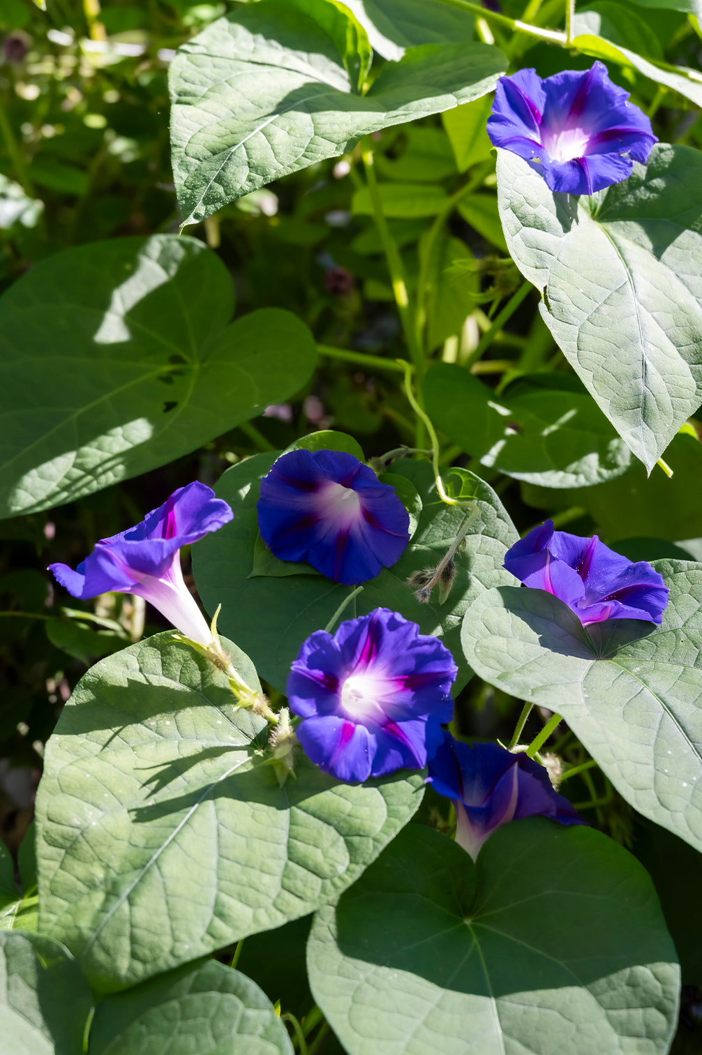 Prunkwinde – bio