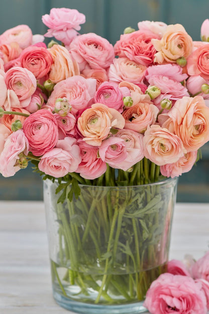 Ranunkel "Pastel Pink" – 10 Krallen