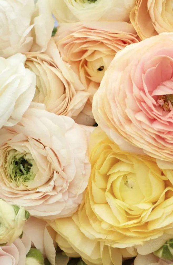 Ranunkel "Amandine Wedding Pastel" – 10 Krallen