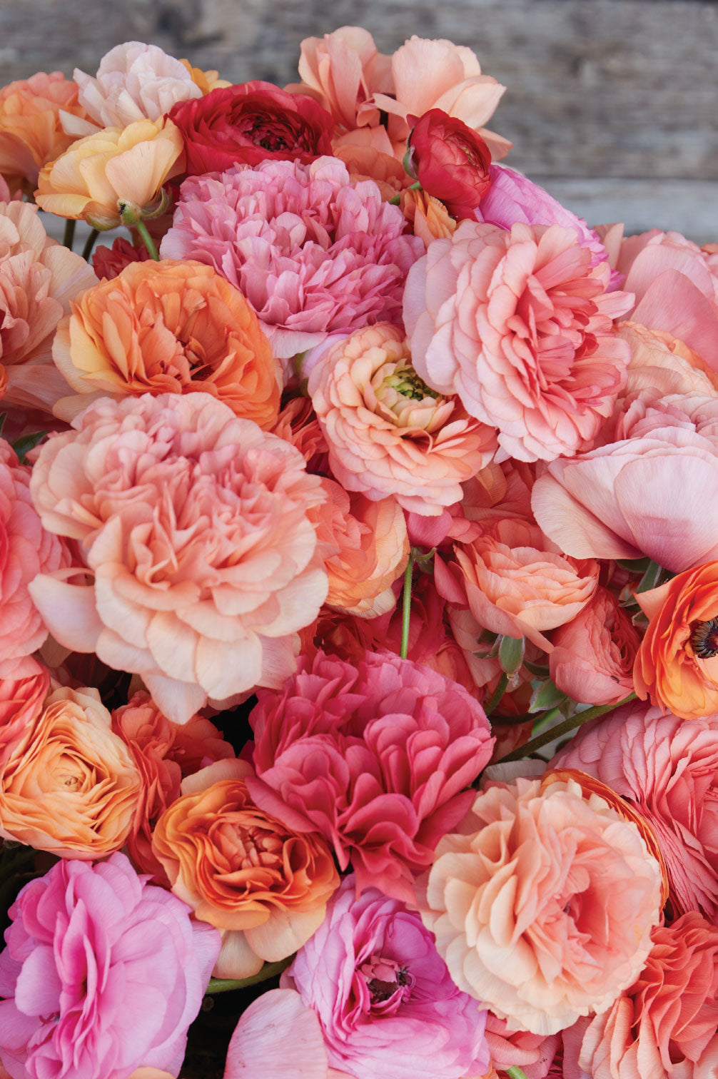 Detail der dicht gefüllten Blüten der Ranunkel "Pauline Champagne" in warmen Apricot- und Rosatönen.