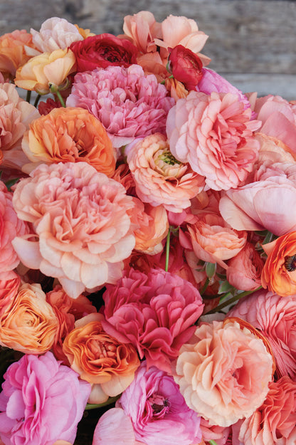 Detail der dicht gefüllten Blüten der Ranunkel "Pauline Champagne" in warmen Apricot- und Rosatönen.
