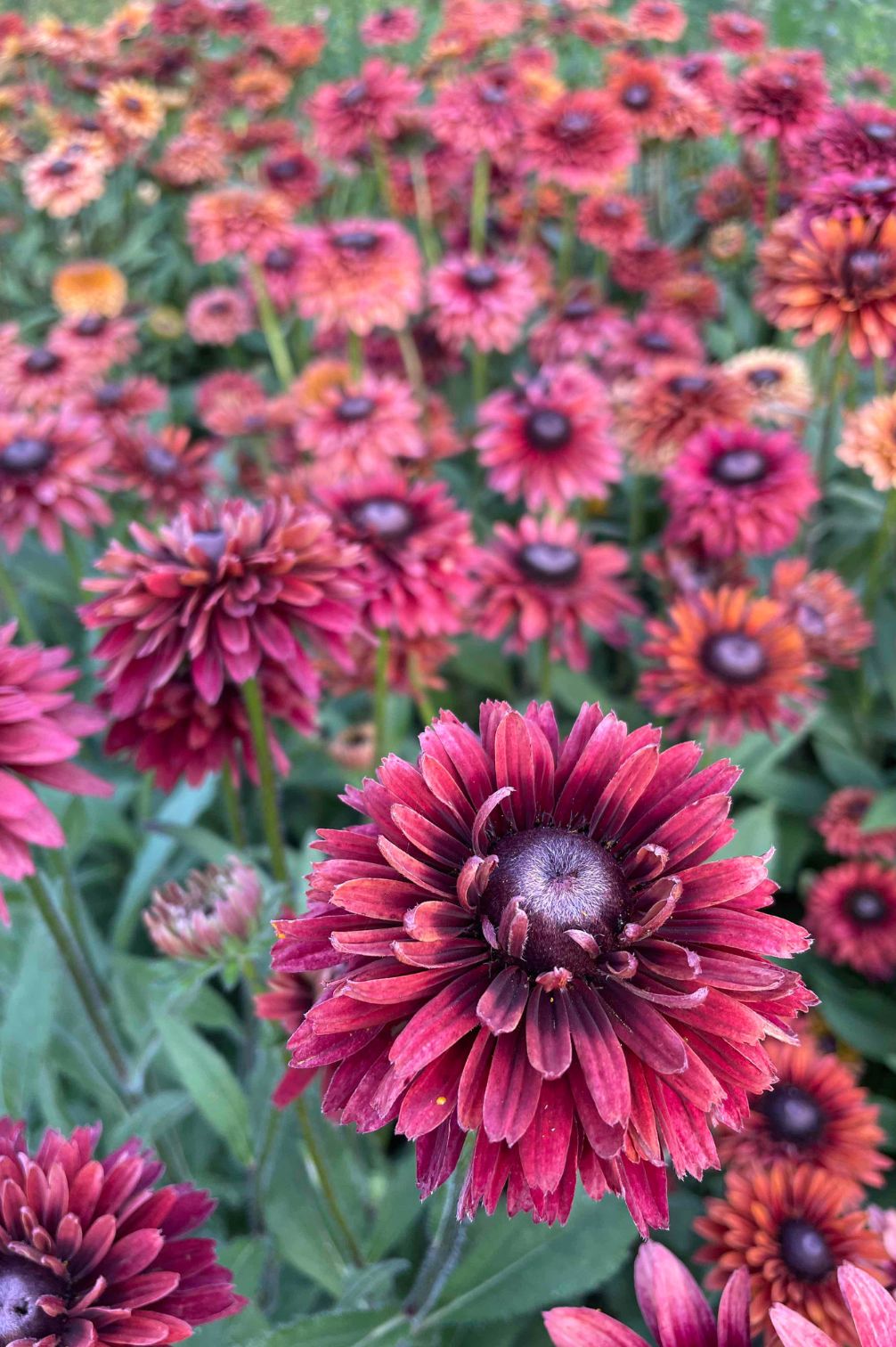 Rauer Sonnenhut Sahara (Rudbeckia hirta) mit samtigen Blüten in Burgunder-, Karamell- und Senftönen im Beet.
