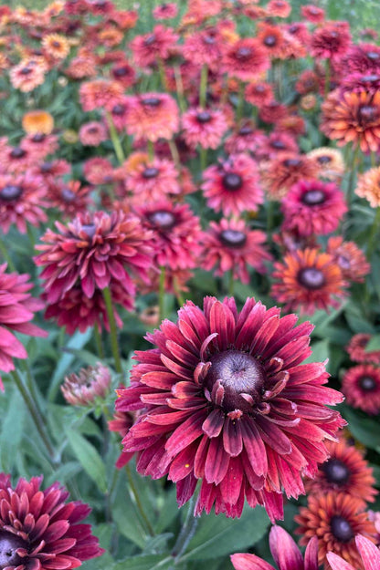 Rauer Sonnenhut Sahara (Rudbeckia hirta) mit samtigen Blüten in Burgunder-, Karamell- und Senftönen im Beet.