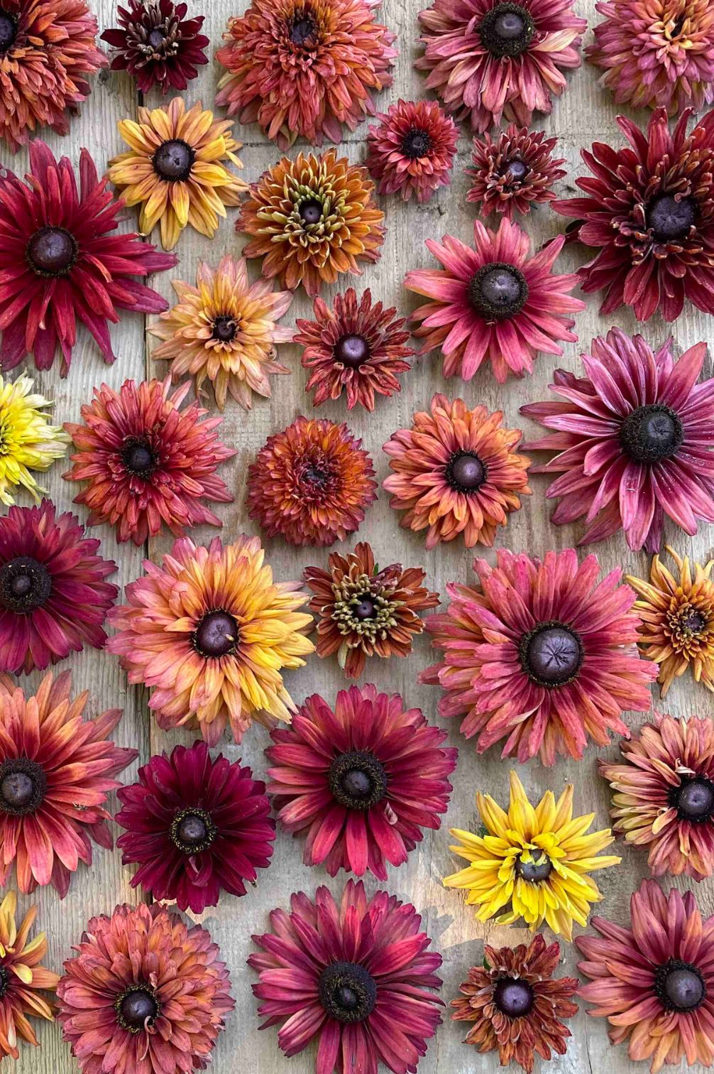 Blütenvielfalt vom Rauen Sonnenhut Sahara (Rudbeckia hirta) in warmen Herbstfarben von Burgunder bis Apricot