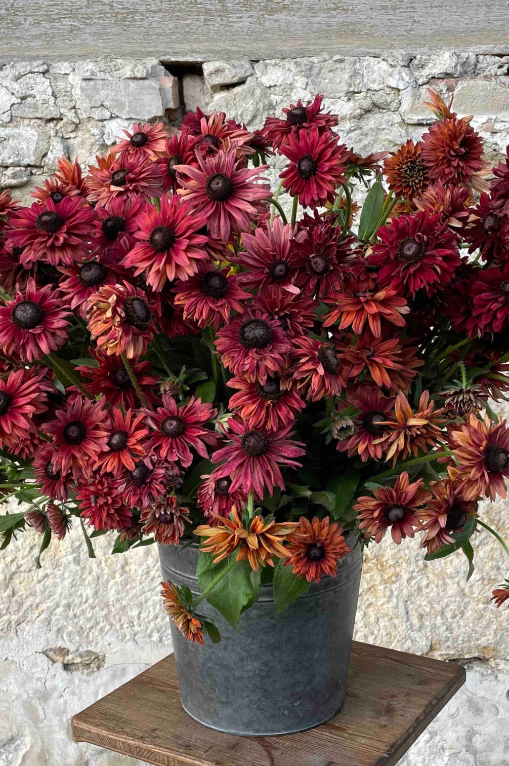 Rauer Sonnenhut Sahara (Rudbeckia hirta) als Schnittblume in Vase mit warmen burgunder- und kupferfarbenen Blüten.