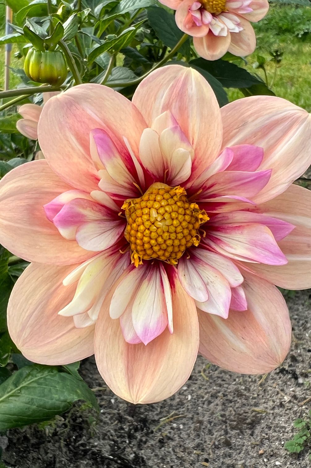 Blüte der Dahlie Rhubarb & Custard in warmen Apricot- und Himbeertönen.