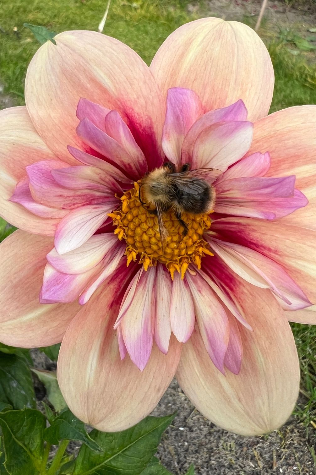 Nahaufnahme der Dahlie Rhubarb & Custard mit Hummel auf der Blüte.