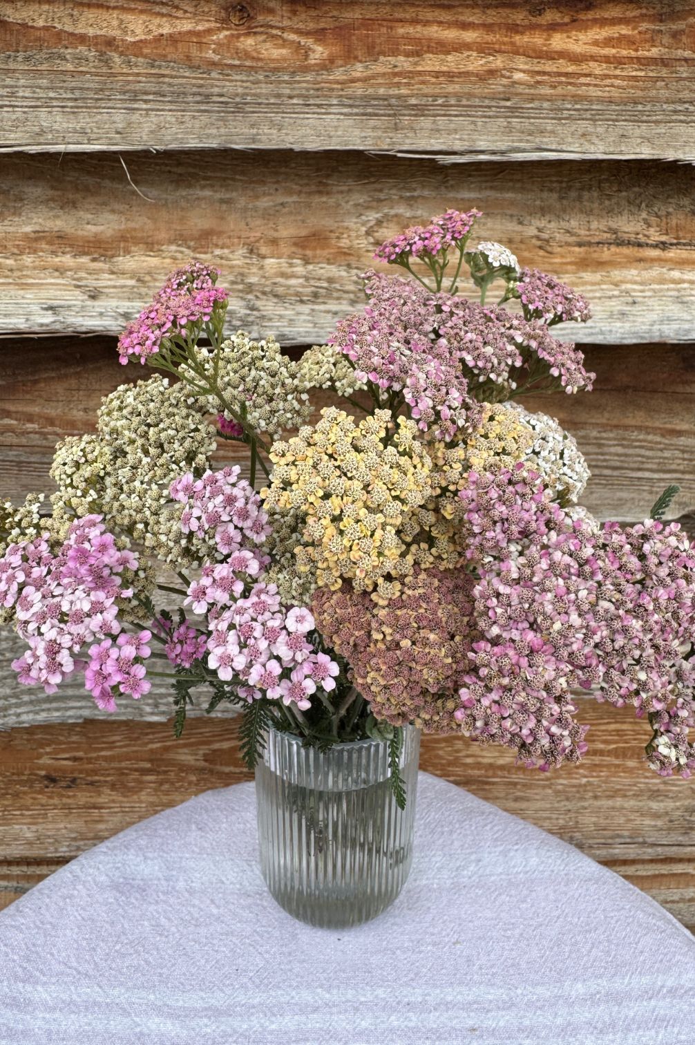 Schafgarben-Mischung als zarte Schnittblume in der Vase.