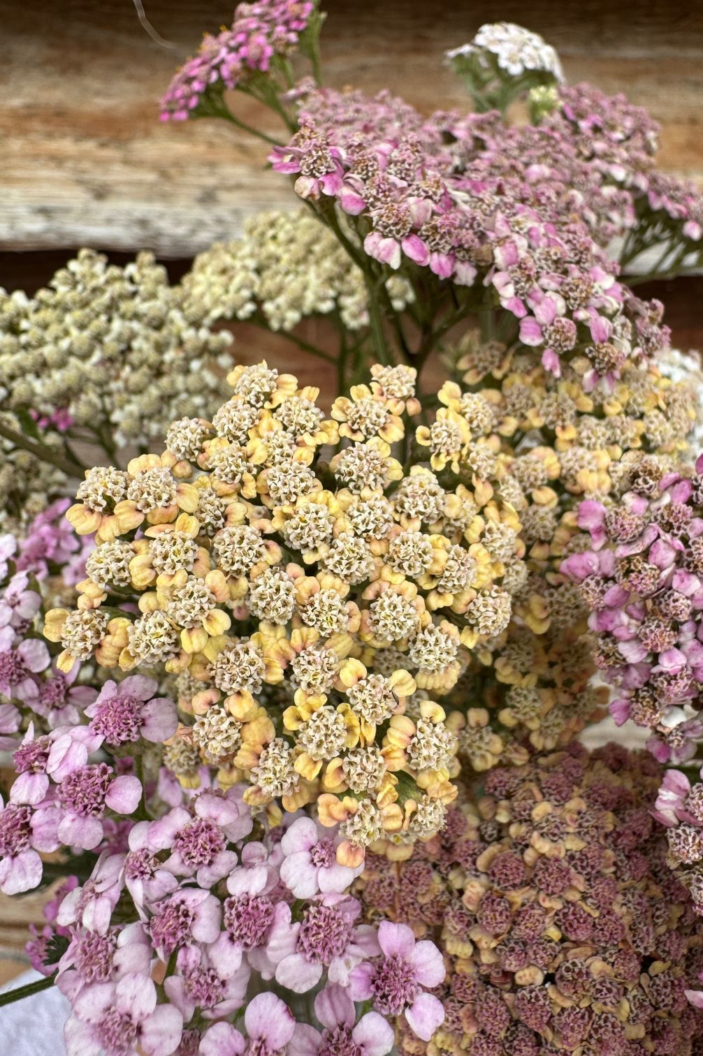 Detailaufnahme von Schafgarben-Blüten in Rosa-, Creme- und Naturtönen.