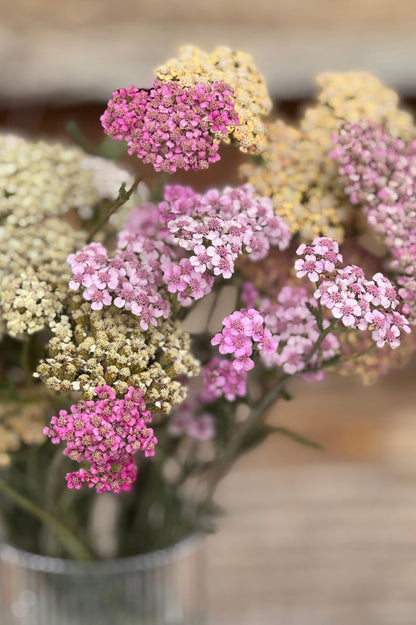 Schafgarben-Mix mit rosa und cremefarbenen Blütendolden in der Vase.