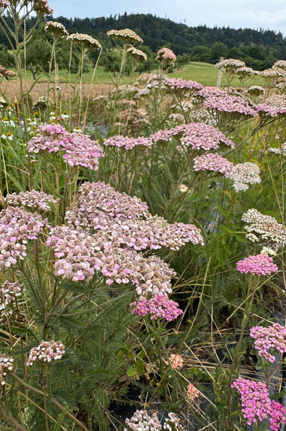 Blühende Schafgarbe im Feld.