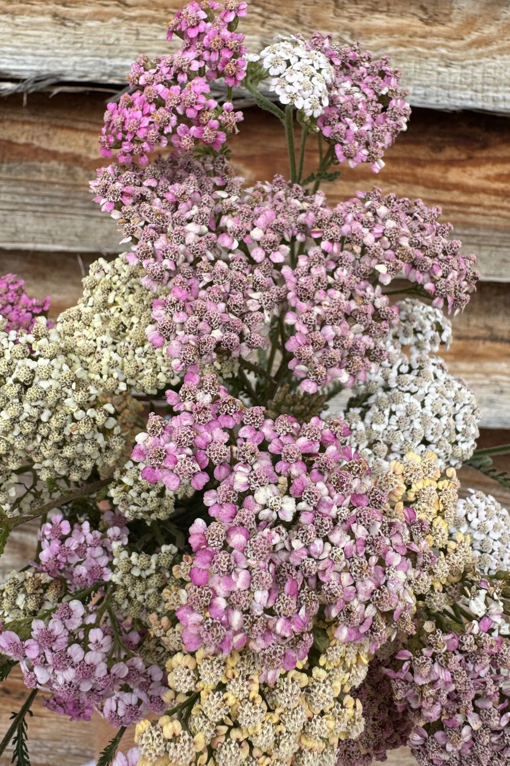 Schafgarben-Mischung in Pastellfarben  als Schnittblume in der Vase.
