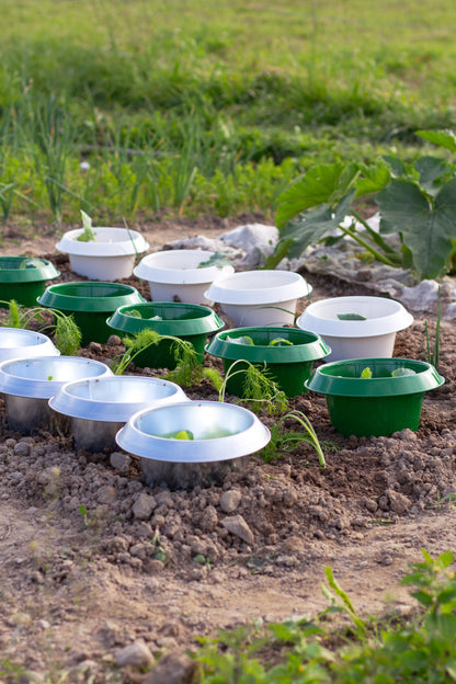 Schneckenkragen grün – groß