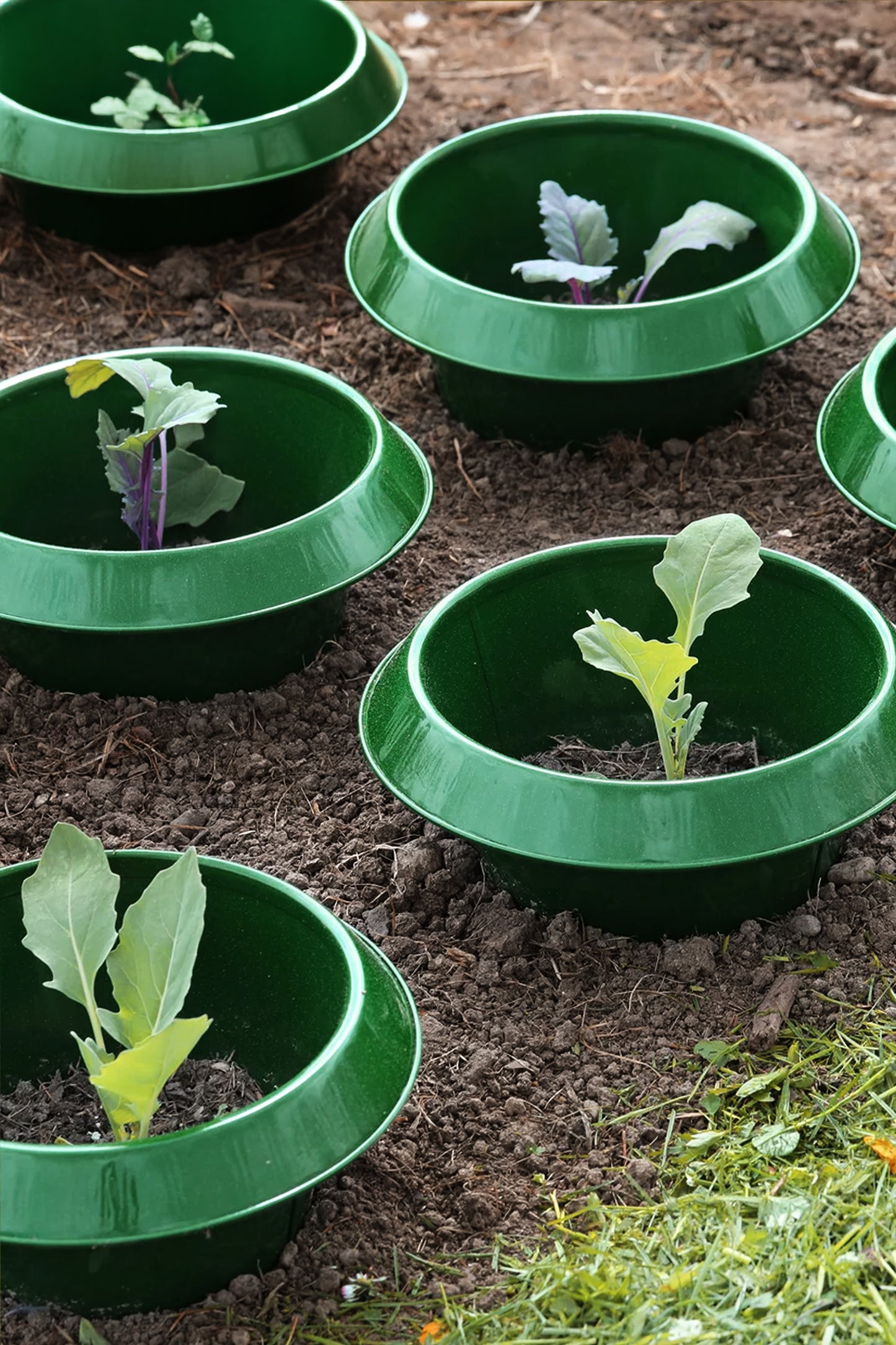 Schneckenkragen grün – klein (6er Pack)