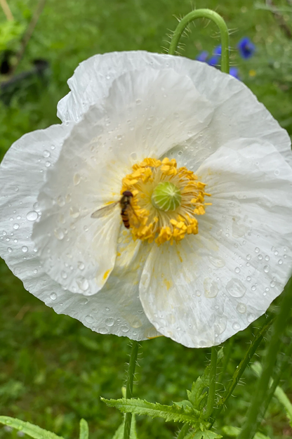 Mohn "Bridal Silk"