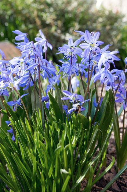 Blaustern (Scilla siberica) – 10 Zwiebeln