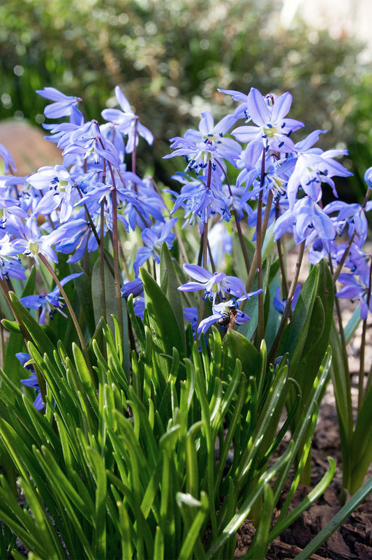 Blaustern (Scilla siberica) – 20 Zwiebeln