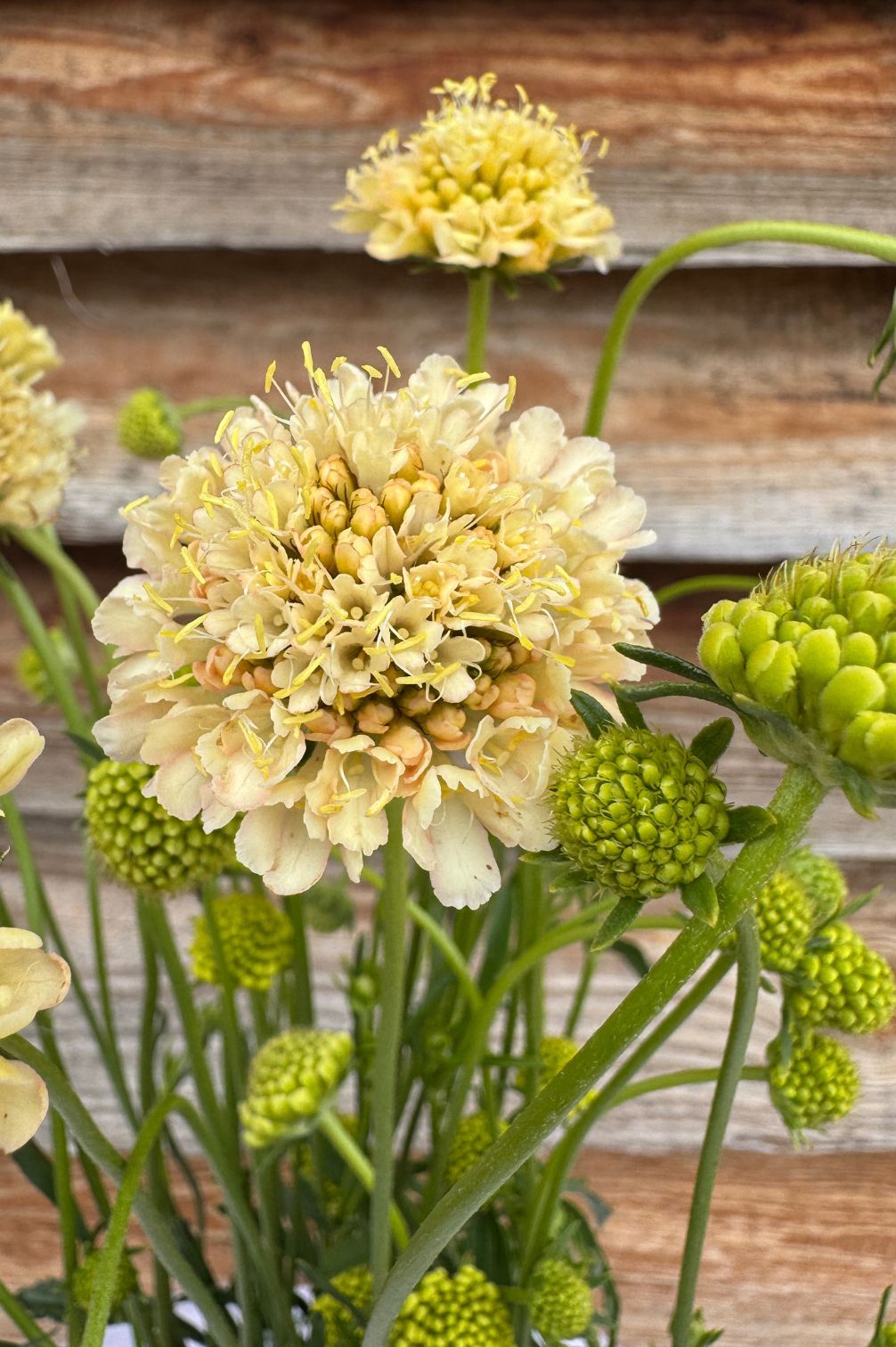 Nahaufnahme Skabiose Fata Morgana vor Holzwand.