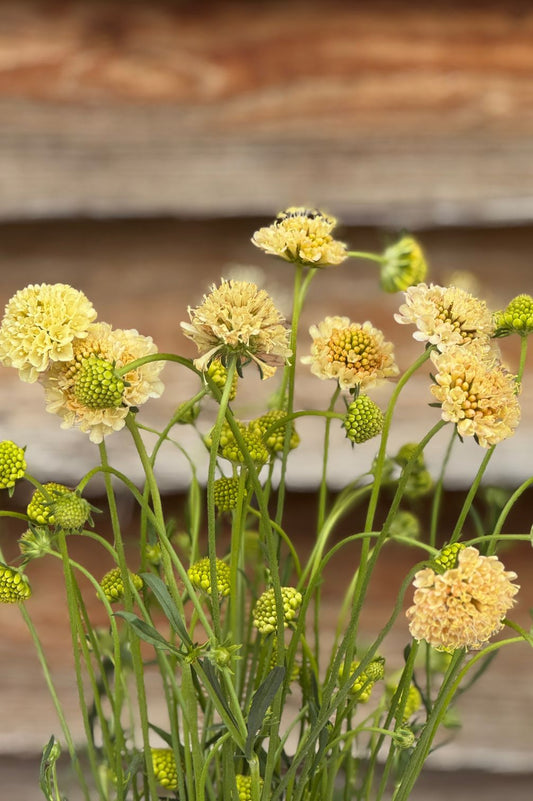Skabiose Fata Morgana im Strauß vor rustikaler Holzwand.