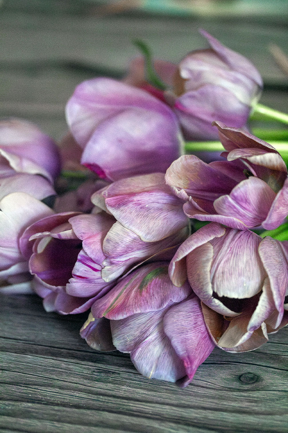 Tulpe "Blue Heaven" – 10 Zwiebeln