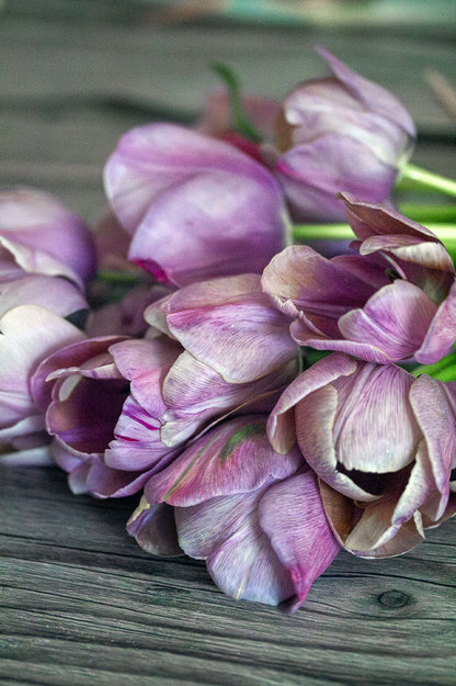 Tulpe "Blue Heaven" – 10 Zwiebeln