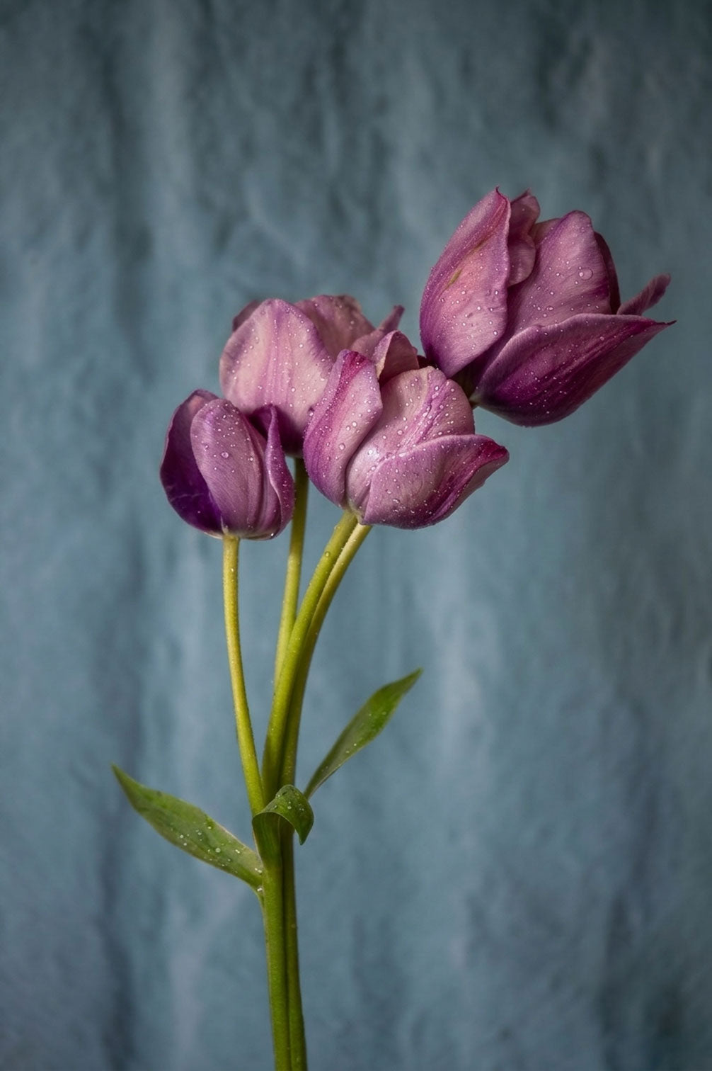 Tulpe "Blue Heaven" – 10 Zwiebeln