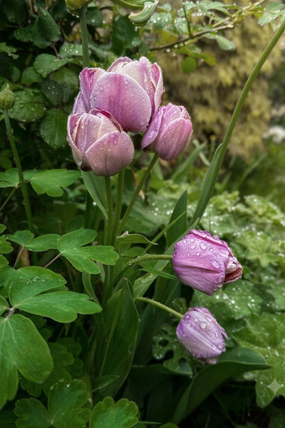 Tulpe "Blue Heaven" – 10 Zwiebeln