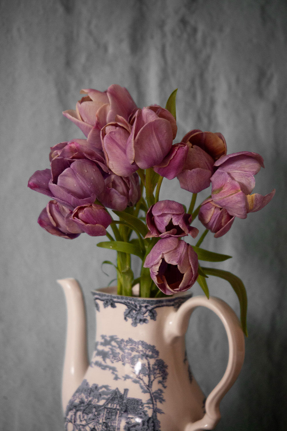 Tulpe "Blue Heaven" – 10 Zwiebeln