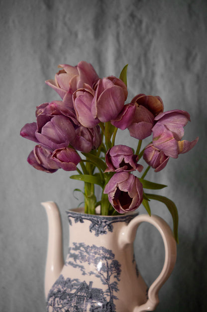 Tulpe "Blue Heaven" – 10 Zwiebeln