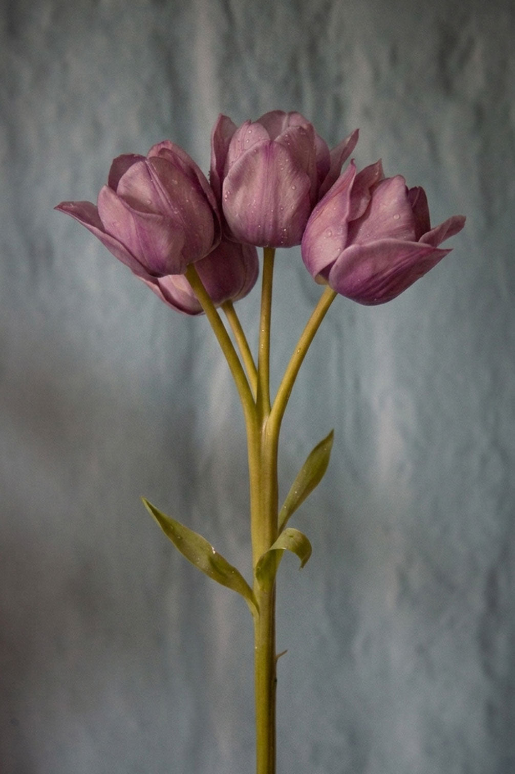 Tulpe "Blue Heaven" – 10 Zwiebeln