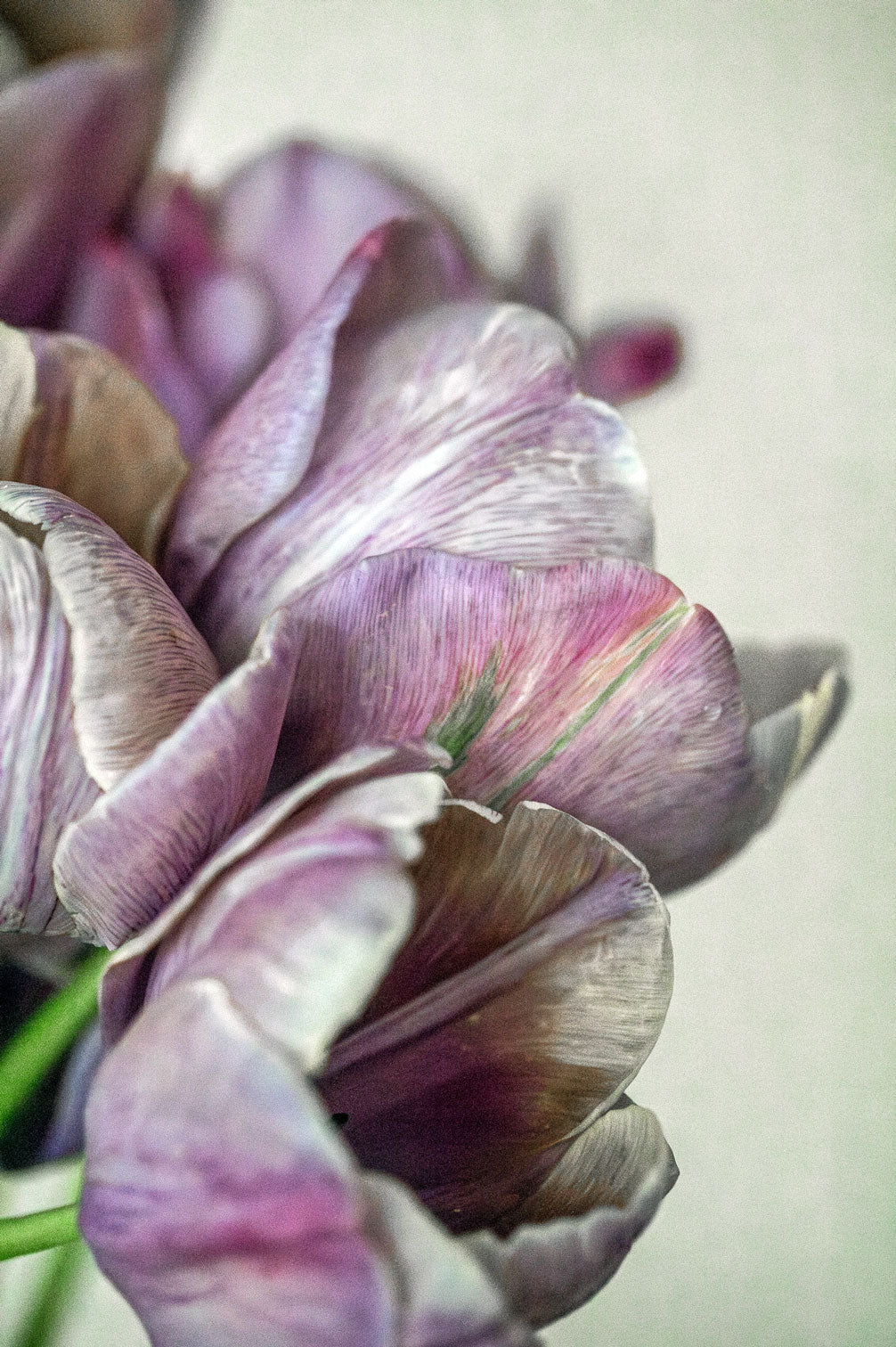 Tulpe "Blue Heaven" – 10 Zwiebeln