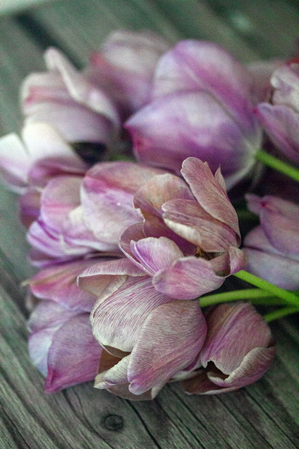 Tulpe "Blue Heaven" – 10 Zwiebeln
