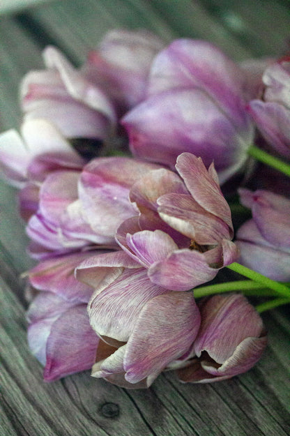 Tulpe "Blue Heaven" – 10 Zwiebeln