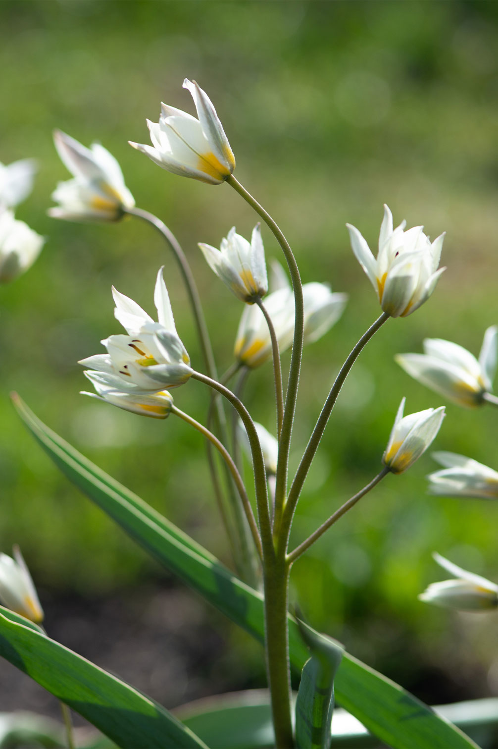 Tulpe "Turkestanica" – 10 Zwiebeln