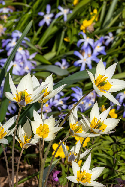 Tulpe "Turkestanica" – 10 Zwiebeln
