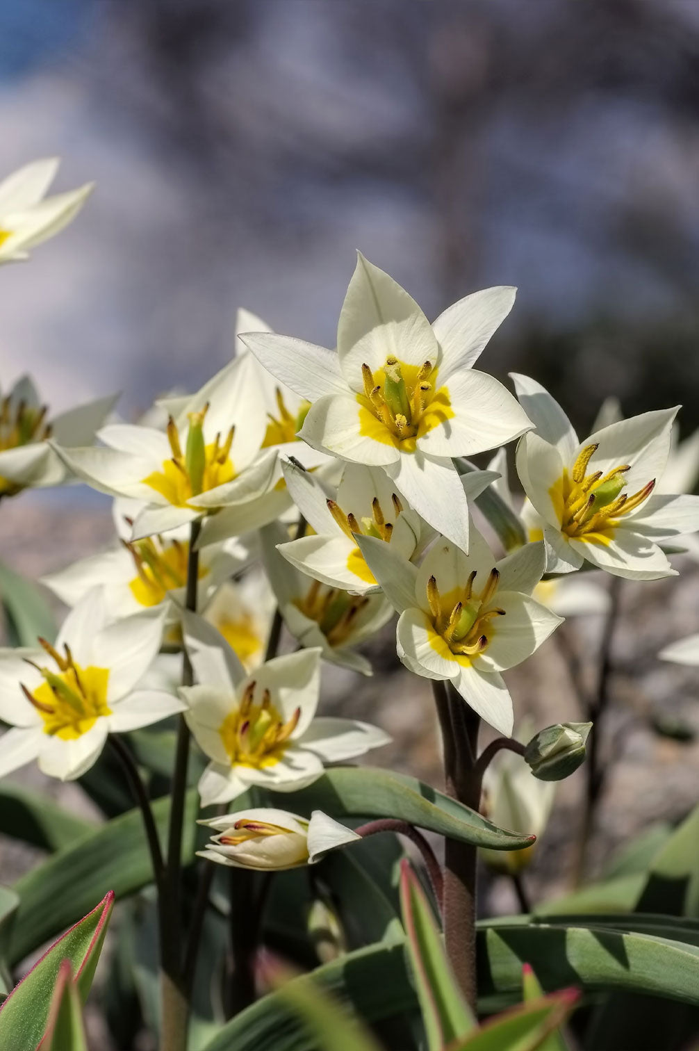 Futterglück für Biene & Co. | 150 Tage Blüten