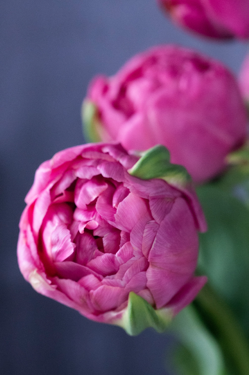 Tulpe "Amazing Grace" – 10 Zwiebeln