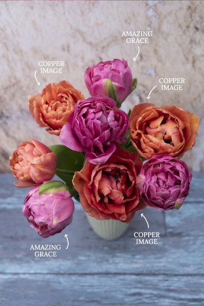 Tulpe "Copper Image" – 10 Zwiebeln